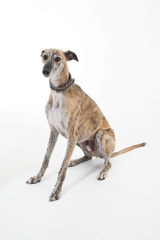 Comfort Lurcher Collar - CLASSIC TARTAN