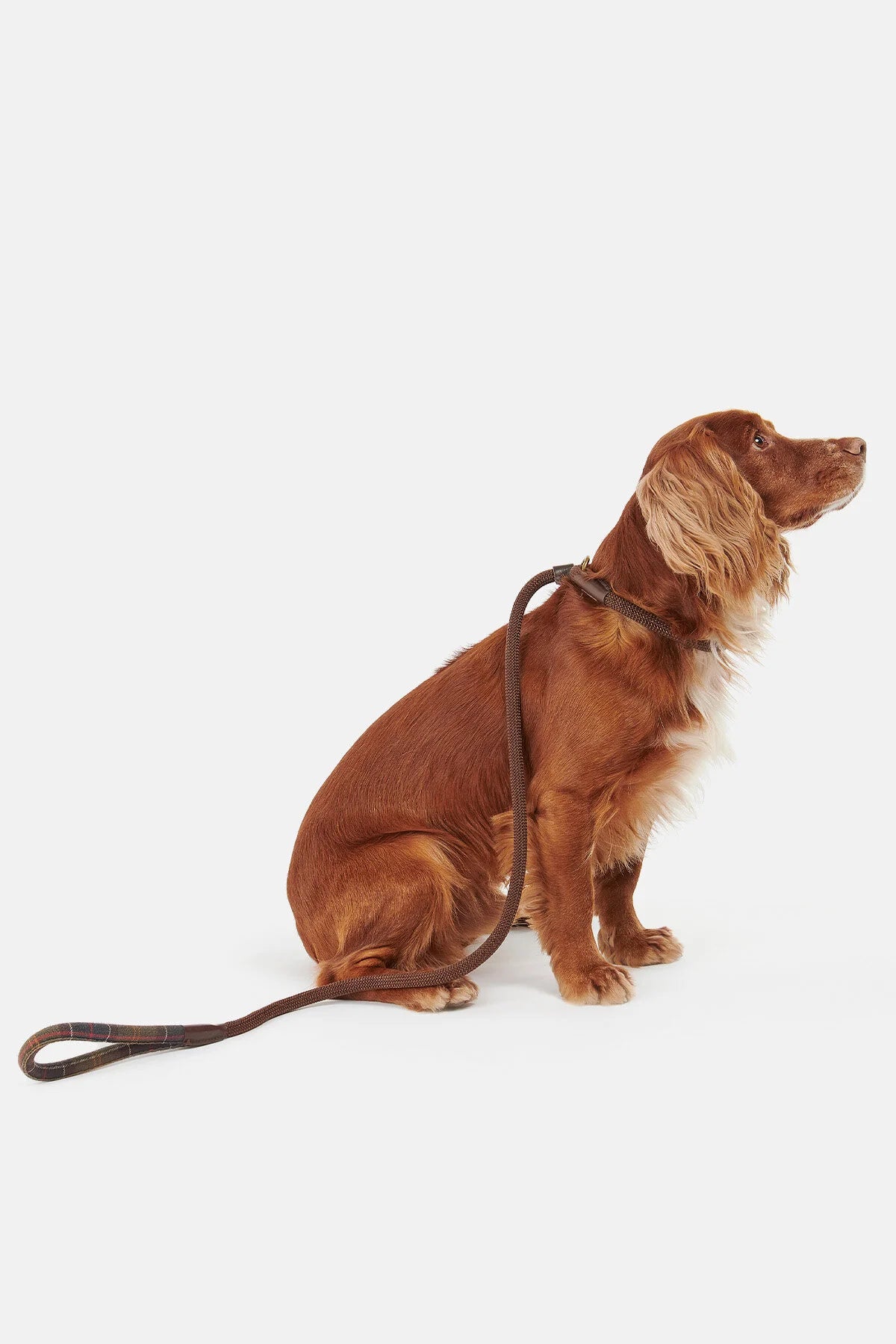 Tartan Leash - CLASSIC TARTAN